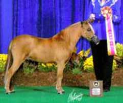 WeeOkie's Reflections Playboy