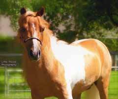 WeeOkie's ImaQP Lil Personality