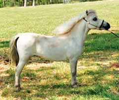 WeeOkie's Valiant Kelso